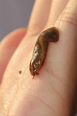 软软绵绵，湿湿黏黏的蛞蝓（Slug）